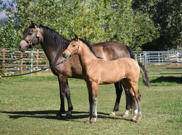 Morgan Brood Mare & Foal